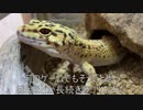 [せめてモードB]タランチュラ飼育日記その２２[モードA天井はアカン]