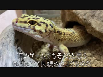 [せめてモードB]タランチュラ飼育日記その２２[モードA天井はアカン]