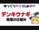 【バイオLab#11】デンキウナギはどうやって発電している？【ゆっくり解説】