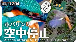 1204【ジョウビタキがホバリング!ハチドリみたいにカワセミも】迷鳥オカヨシガモの飛翔。マガモの求愛と浮気？カモの威嚇。小さな猛禽モズに鳩日向ぼっこ【 #今日撮り野鳥動画まとめ 】 #身近な生き物語