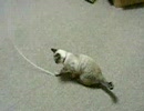 ひもをグルグルおいかけまわす猫