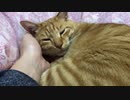 身体を委ねる虎猫
