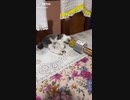 寝ている猫にマイクを近づけてみた