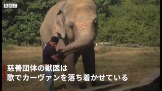 世界で最も孤独なゾウ、動物園から救出　野生保護区へ