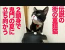 伝説の重鎮猫、迫りくる鬼門の夏に立ち向かう