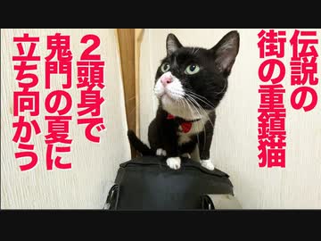 伝説の重鎮猫、迫りくる鬼門の夏に立ち向かう