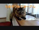 出窓に居座るみーさん