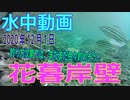 水中動画（2020年12月1日）in 花暮岸壁