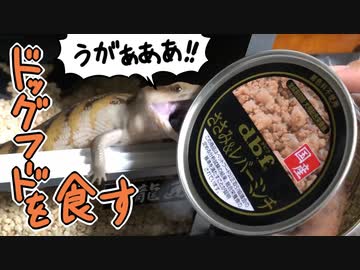 アオジタトカゲがドッグフードを食す
