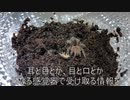 [今何時？]タランチュラ飼育日記その２３[ワラジ！（抱腹絶倒ギャグ）]