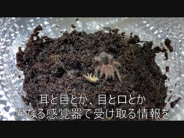 [今何時？]タランチュラ飼育日記その２３[ワラジ！（抱腹絶倒ギャグ）]