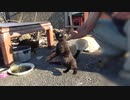 子猫が捕まえられた時の母猫の反応が意外だった「クロが貰われていきそう」