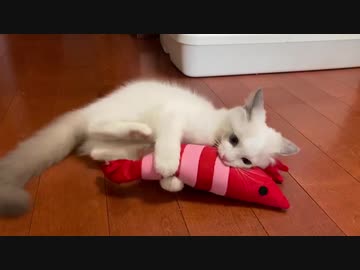 けりぐるみとラグドール