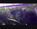 我が家のミナミヌマエビ水槽 その12