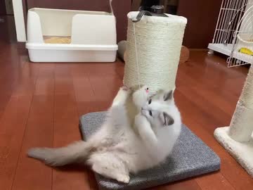 【たぬきち】宙づりのネズミVSネコ