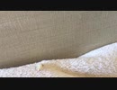 ［アカペラ］【炎ーLiSAー】歌ってみた