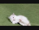 【たぬきち】ボールペンで遊ぶ