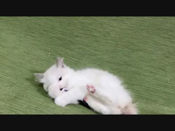 【たぬきち】ボールペンで遊ぶ