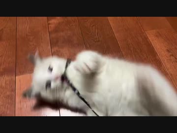 【たぬきち】紐と戯れる