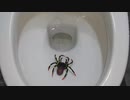 蜘蛛をトイレに流してみた３