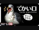 1206【セグロカモメのでかい口】カルガモ交尾失敗とエンジェルウイング求愛ダンス、マガモとの交雑種マルガモ。カラスの餌隠しと、空中戦。オカヨシガモ【 #今日撮り野鳥動画まとめ 】 #身近な生き物語