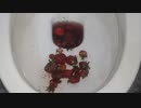 苺をトイレに流してみた３