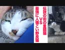 伝説の重鎮猫、最強に人懐こい野良猫と対決する