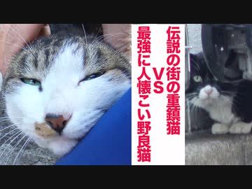 伝説の重鎮猫、最強に人懐こい野良猫と対決する