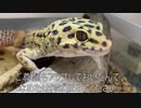 [大土蜘蛛]タランチュラ飼育日記その２４[って強そう]