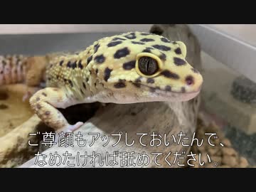 [大土蜘蛛]タランチュラ飼育日記その２４[って強そう]