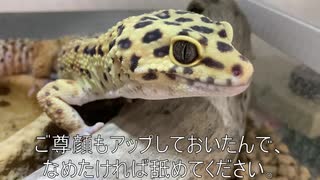 [大土蜘蛛]タランチュラ飼育日記その２４[って強そう]