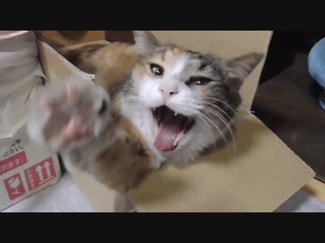 段ボール不動産をたくさん持っているお猫様