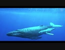 KOKIA - クジラ ～ママの大事さんいらっしゃい～ remix arrange