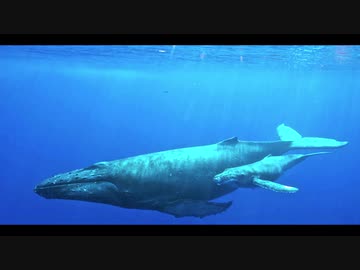KOKIA - クジラ ～ママの大事さんいらっしゃい～ remix arrange