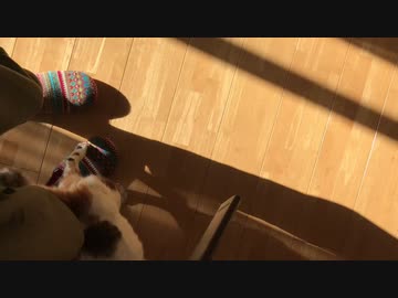 掃除機だいすき猫