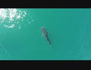 TOP 10 Biggest Animals In The World You Won't Believe Actually Exist