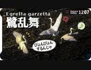 1207【激レア！コサギがぴょんぴょん乱舞】鳴き声と飛翔。カワセミ捕食にイカルチドリとヨシガモとオカヨシガモ。小さな猛禽モズやアメリカヒドリ交雑種【 #今日撮り野鳥動画まとめ 】 #身近な生き物語