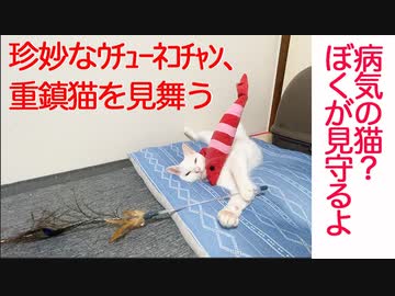 珍妙猫、終末期の伝説の重鎮猫を見守る