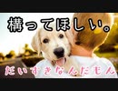 犬「あそんで～」兄「はいはい」犬「あそんで～」兄が好きすぎる我が家の犬