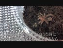 [2クールアニメなら]タランチュラ飼育日記その２５[水着回]