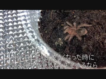 [2クールアニメなら]タランチュラ飼育日記その２５[水着回]