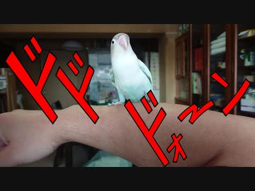 保護インコが7年でココまで出来るようになりました！