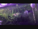 我が家のミナミヌマエビ水槽 その13
