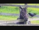 ひたすら桶を待つシュシュブリーズ