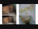 【戸籍泥棒対策】【WHITE ONLY】Lovely st ray cat201901311541■ORION_20110311