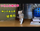 かわいい声でよく鳴く猫「にやぁーーーぃ！」