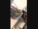 サザナミインコの呼び鳴き