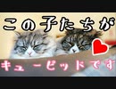 猫を婿入りに出したら→俺まで婿入りしてました！　猫が結ぶ良縁【朗読】