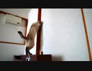 押入れを自力で開けようと奮闘する猫がブチギレてしまいました…