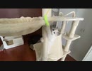 【たぬきち】子猫でもスルスルキャットタワーで遊ぶ